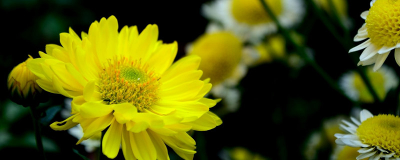 菊花冬季需要修剪吗 菊花春夏天需要修剪吗