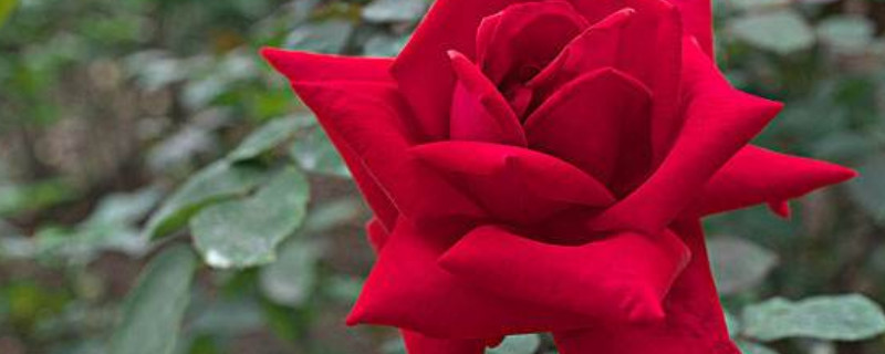 玫瑰怎么养（玫瑰怎么养在瓶中）