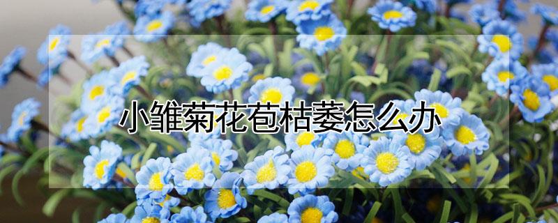 小雏菊花苞枯萎怎么办 小雏菊花瓣枯了怎么办