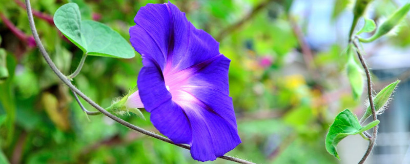 牵牛花盆栽怎么养 养牵牛花用什么花盆