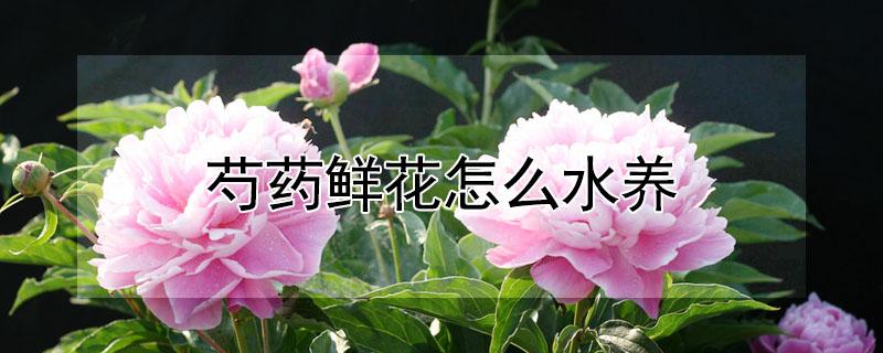 芍药鲜花怎么水养(芍药鲜花水养护方法)