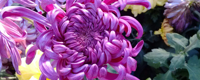 菊花浇水多久一次合适（菊花一天要浇几次水）