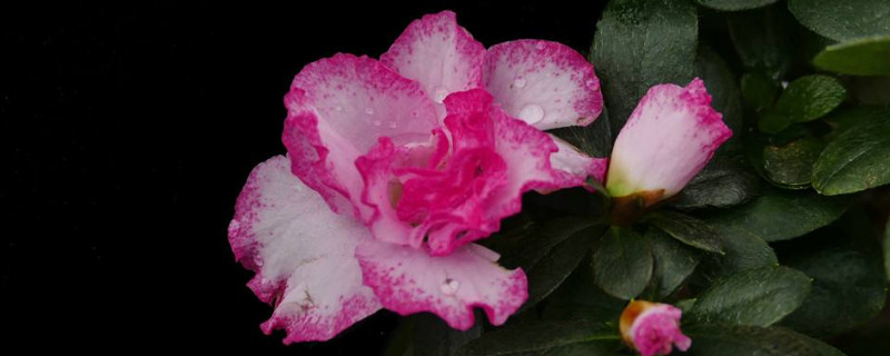 比利时杜鹃花的养殖方法和注意事项（比利时杜鹃可以地栽吗）