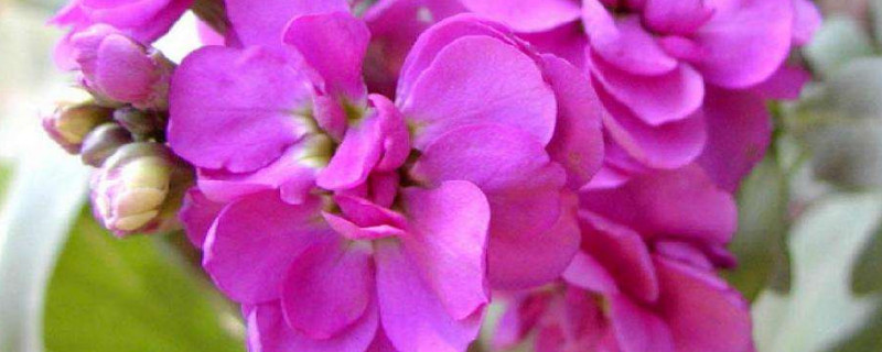 紫罗兰的养殖方法和注意事项（紫罗兰的养殖方法和注意事项适合怎么养）