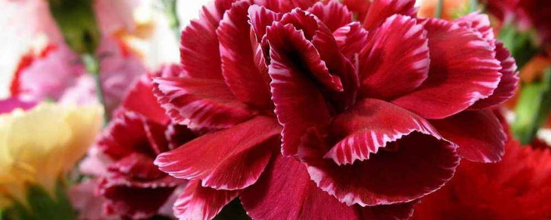 康乃馨是哪个国家的国花 康乃馨来自哪个国家