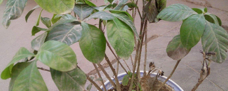 枙子花叶子枯干怎么救 栀子花新叶子烂为什么
