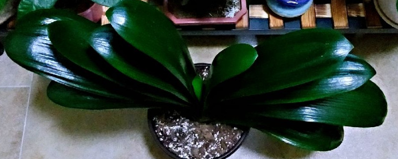 君子兰抽箭怎样管理(君子兰抽箭前的管理)