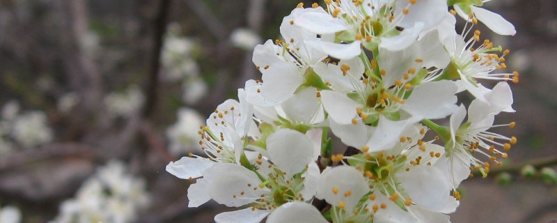 梅花冬天怕冻吗（梅花冬天怕冷吗）