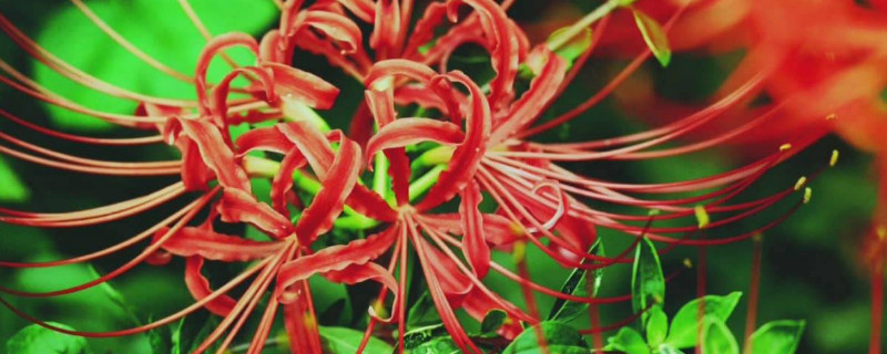 彼岸花怎么种 彼岸花怎么种植