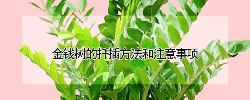 金钱树的扦插方法和注意事项 金钱树能扦插吗?怎样扦插?