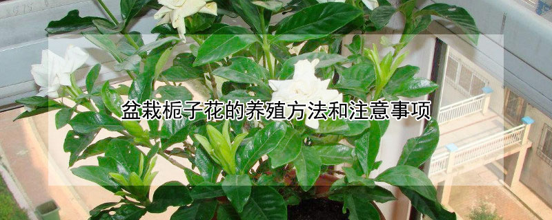 盆栽栀子花的养殖方法和注意事项(盆栽栀子花的养殖方法和注意事项北方天浇一次水)