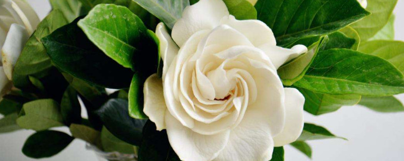 栀子花花苞不开怎么办 栀子花花苞好久不开为什么?怎么办呢