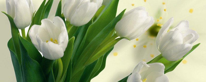 郁金香怎么修剪枝（郁金香如何剪枝）