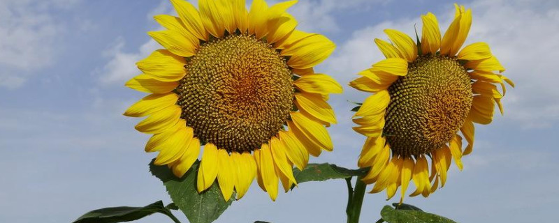 向日葵长虫子了怎么办（向日葵上长虫子了怎么办）