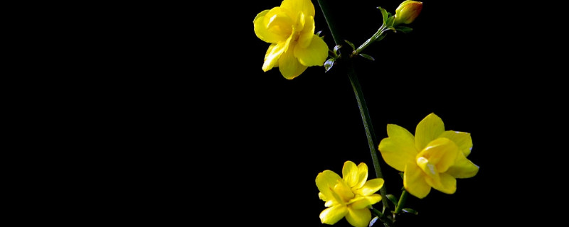 迎春花移栽即将干枯怎么救治（迎春花浇水过多枯萎了怎么办）