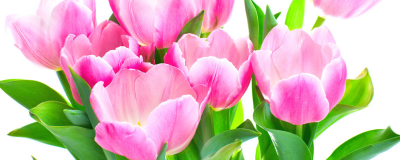 郁金香叶子怎么剪 郁金香叶子能剪吗