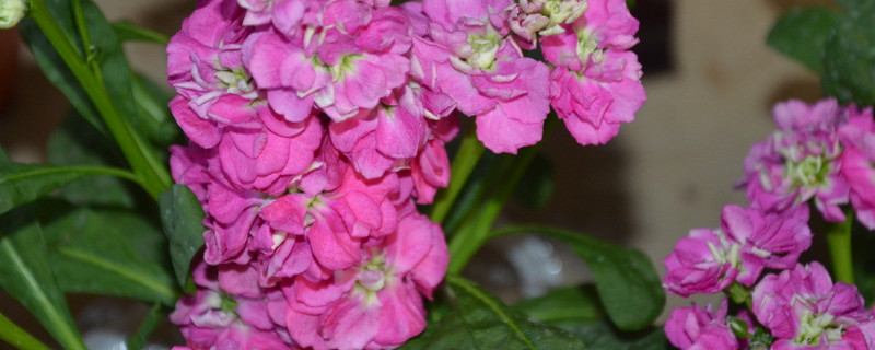 紫罗兰怎么爆盆 紫罗兰爆盆怎么办