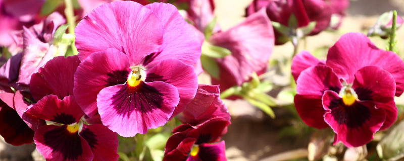 紫罗兰怎么种植 紫罗兰怎么栽