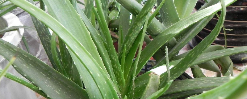 芦荟可以放在卧室养吗 芦荟能不能养在卧室里