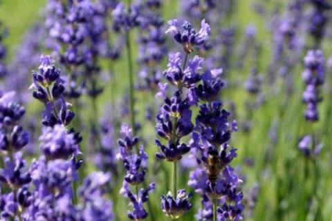 薰衣草喜阳还是喜阴