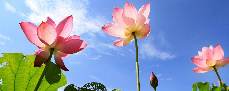 什么荷花花期长 荷花的花期长吗