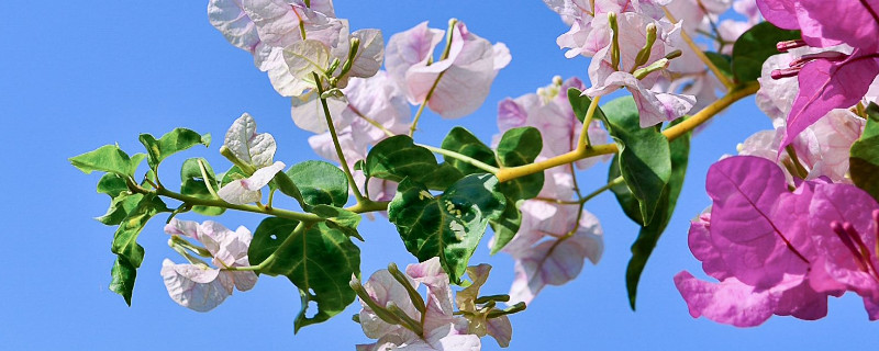 三角梅花谢后要修剪吗(三角梅花谢之后是否需要剪枝)
