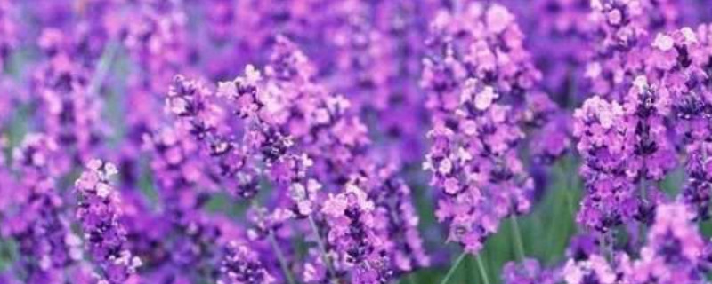 薰衣草每年都要种吗（薰衣草啥时候种）