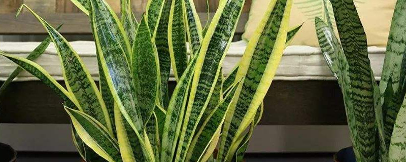 金边虎皮兰的养殖方法和注意事项（金边虎皮兰的养殖方法和注意事项水培）