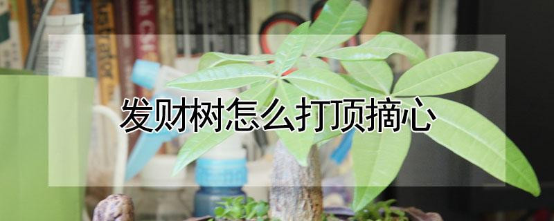 发财树怎么打顶摘心 发财树怎样打顶摘心