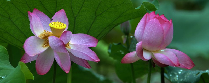 荷花秋天和夏天有什么区别 夏天的荷花和秋天的荷花有什么区别