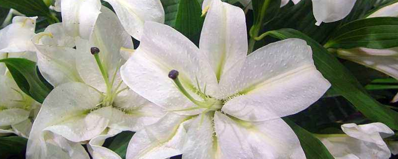 百合种植方法和时间（北方百合种植方法和时间）