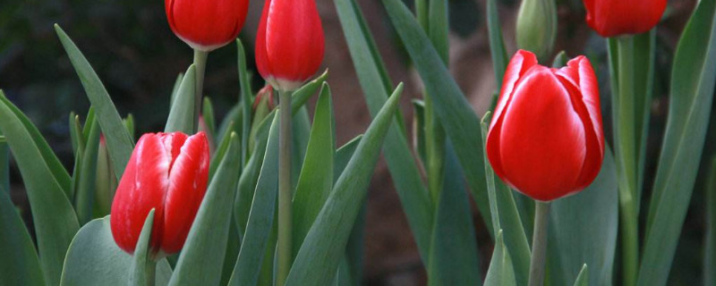 郁金香的种植方法 关于水培郁金香的种植方法