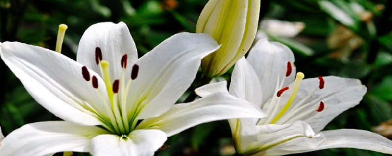 百合花的养殖方法和注意事项 地栽百合花的养殖方法和注意事项