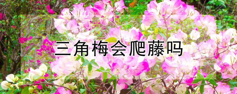 三角梅会爬藤吗 三角梅自己会爬藤吗