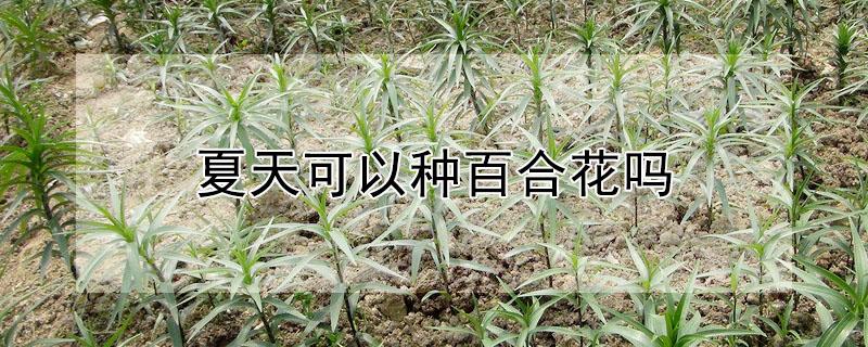 夏天可以种百合花吗 夏天栽种百合