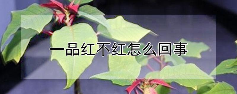 一品红不红怎么回事 一品红怎么样