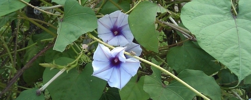 牵牛花结果后叶子黄了枯萎了（牵牛花枯萎了以后长什么样）