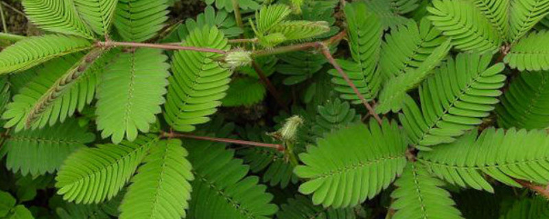 含羞草水浇多了会死吗 含羞草一个星期不浇水会不会死