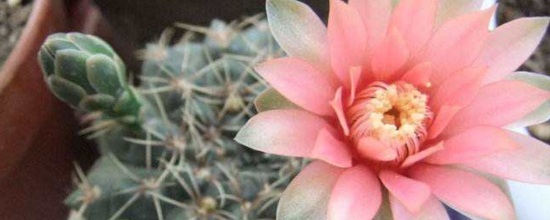 绯花玉花期（绯花玉花期怎么浇水）