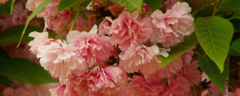 樱花移栽的注意事项(冬季樱花移栽注意事项)