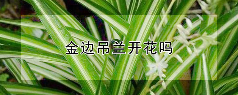 金边吊兰开花吗（金边吊兰开花么）