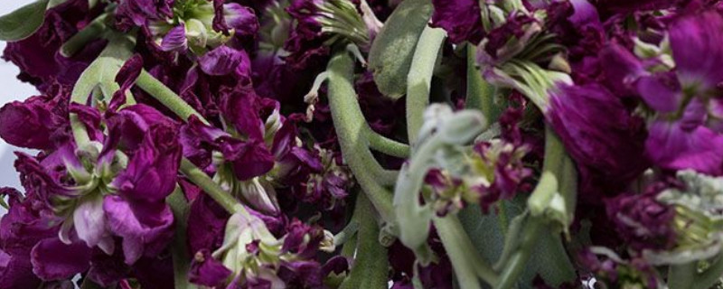 紫罗兰移栽要注意事项 紫罗兰种植方法和注意事项