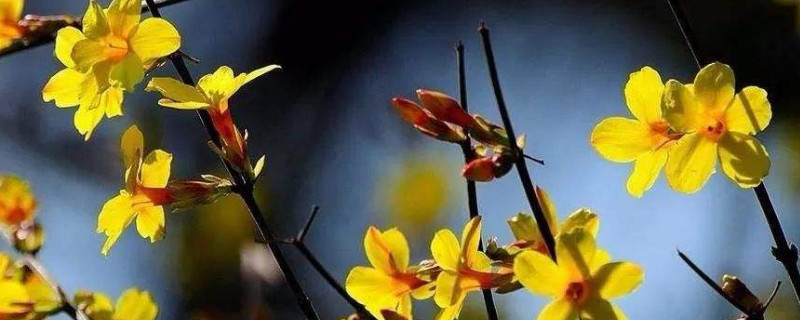 迎春花一天晒太阳行吗 迎春花不晒太阳能活吗