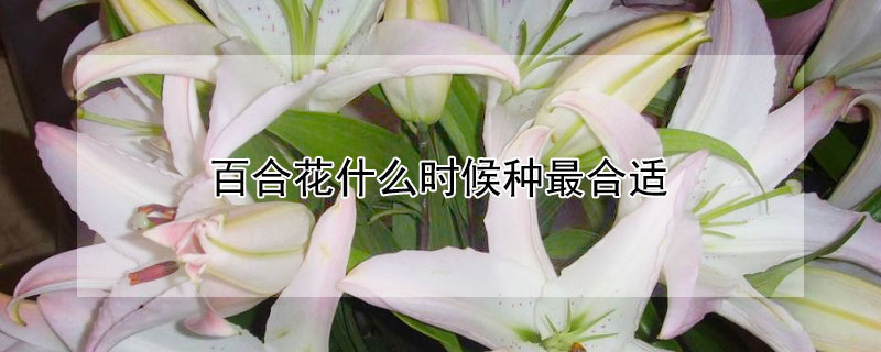 百合花什么时候种最合适 百合花什么时候种合适?