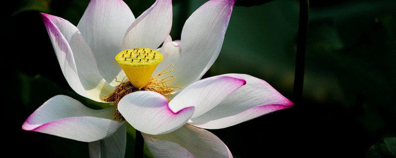 荷花冬天怕冷吗(荷花怕冷吗?)