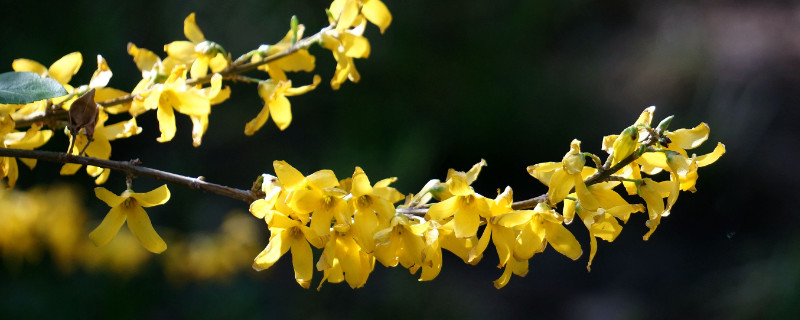 迎春花秋天修剪还发芽吗 迎春花秋冬修剪