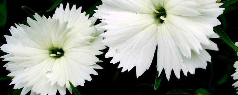 康乃馨种子的种植方法 康乃馨种子怎么种植方法