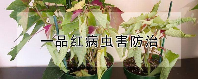 一品红病虫害防治 一品红病虫害养殖方法和注意事项