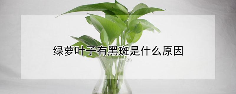 绿萝叶子有黑斑是什么原因 绿萝叶子上有黑斑是什么原因