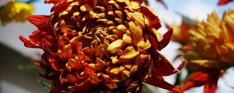 菊花可以剪下来水养吗（菊花剪掉后要浇水吗）